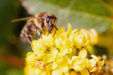 Çiçekli sarı çiçekler dekoratif çalı Mahonia aquifolium, Oregon üzümü. Güzel sarı çiçekli bahçe bitkileri ve bal arısı baharda nektar topluyor..