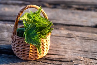 Fresh nettles. Basket with freshly harvested nettle plant. Urtica dioica, often called common nettle, stinging nettle, or nettle leaf. first spring vitamins. Ingredient of vitamin salad.