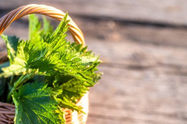 Fresh nettles. Basket with freshly harvested nettle plant. Urtica dioica, often called common nettle, stinging nettle, or nettle leaf. first spring vitamins. Ingredient of vitamin salad.