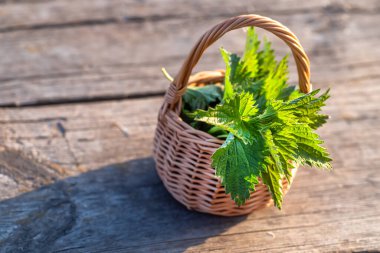 Fresh nettles. Basket with freshly harvested nettle plant. Urtica dioica, often called common nettle, stinging nettle, or nettle leaf. first spring vitamins. Ingredient of vitamin salad.