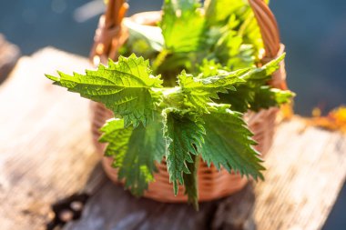 Fresh nettles. Basket with freshly harvested nettle plant. Urtica dioica, often called common nettle, stinging nettle, or nettle leaf. first spring vitamins. Ingredient of vitamin salad.