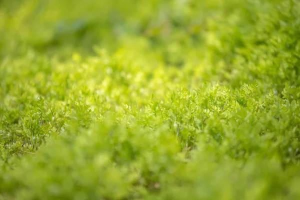 Baharda Genç Yeşil Bitki Filizleri Günbatımı Işınlarıyla Aydınlatılır Tarım Sürdürülebilir — Stok fotoğraf