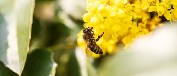 Mahonia Aquifolium Winogrono Oregon Pszczołą Miodną Zbierającą Nektar Wiosną — Zdjęcie stockowe