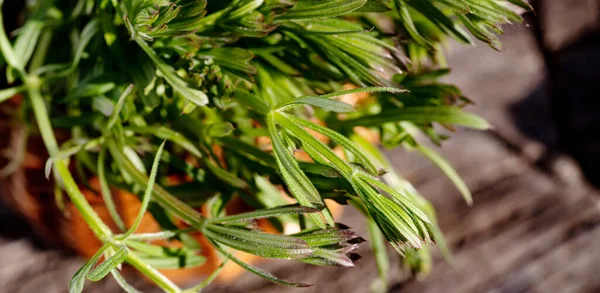 Galium Aparine Spaltet Korb Auf Holztisch Pflanze Wird Ayurveda Und — Stockfoto