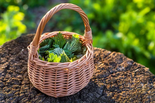 stock image Fresh nettles. Basket with freshly harvested nettle plant. Urtica dioica, often called common nettle, stinging nettle, or nettle leaf. first spring vitamins. Ingredient of vitamin salad.