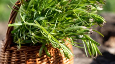 Galium aparin satırlar, ahşap masada sepetin içinde. Ayurveda 'da bitki ve lapa için geleneksel tıp kullanılır. Çimenleri sıkıca kavra İlkbaharda bitki sapları.