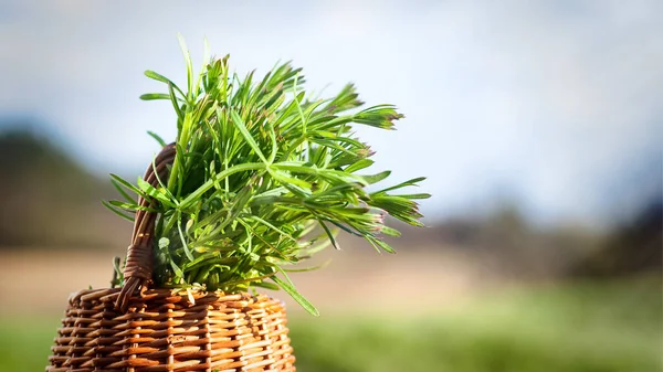 在木制桌子上的篮子里 有金银花切割机 植物被用于玉兰花和传统的药膏中 春天紧紧抓住草茎 — 图库照片