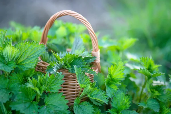 Ormandaki ısırgan otlarının arasında taze ısırgan otları. Taze koparılmış ısırgan otlarıyla dolu bir sepet. Urtica dioica, genellikle ısırgan otu, ısırgan otu ya da ısırgan otu yaprağı olarak bilinir. İlk bahar vitaminleri. İçindekiler