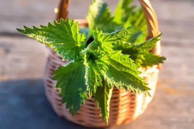 Fresh nettles. Basket with freshly harvested nettle plant. Urtica dioica, often called common nettle, stinging nettle, or nettle leaf. first spring vitamins. Ingredient of vitamin salad.