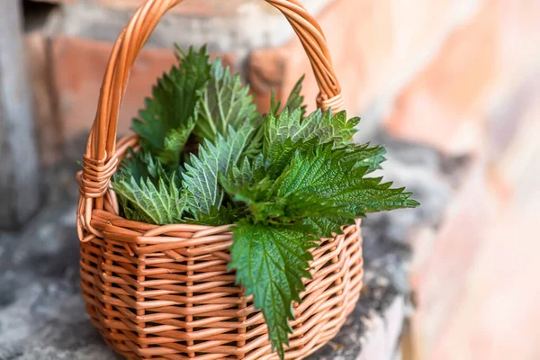 Fresh Nettles Basket Freshly Harvested Nettle Plant Urtica Dioica Often — Stock Fotó