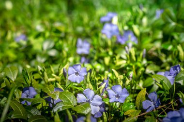 Güzel mavi menekşe çiçeğinin makro manzarası
