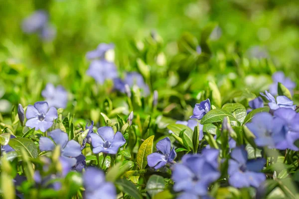 stock image Vivid blue periwinkle flower surrounded by lush green foliage, creating a harmonious garden scene.