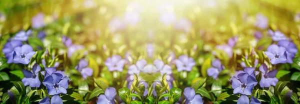 Brilhante Flores Azul Periwinkle Uma Visão Encantadora Jardim Verão Conhecido — Fotografia de Stock