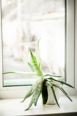 Aloe Vera: Doğa eczanesi. Afrika 'ya özgü bu olağanüstü bitki yapraklarının içinde iyileştirici özellikler barındırıyor..