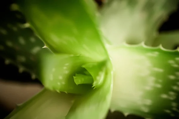 Aloe Vera Pflanze Mit Ihrem Komplizierten Spiralmuster Und Scharfen Dornenartigen — Stockfoto
