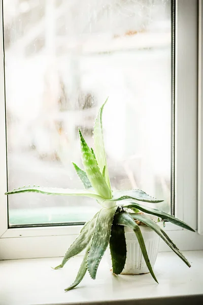 Aloe Vera Naturliga Apotek Denna Märkliga Växt Hemma Afrika Håller — Stockfoto