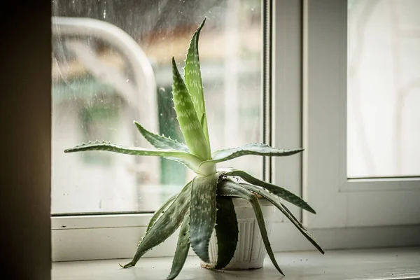 Aloe Vera Natures Pharmacy Remarkable Plant Native Africa Holds Its — Stock Photo, Image