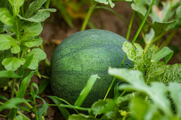 Watermelon Crop in Rural Landscape. watermelon plantation in picturesque countryside . watermelons Grown care by farmers