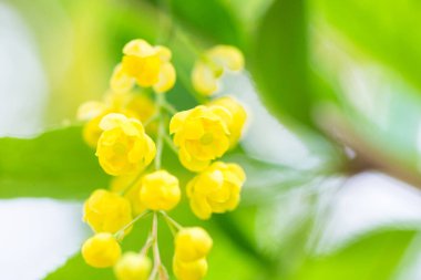 Berberis vulgaris, sadece böğürtlen sarısı çiçekler. Tomurcuklar baharda çiçek açan Common veya European Barberry 'de toplanır. Yumuşak odaklanma. Mavili