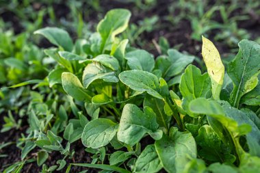 Arugula yatağın üstünde. Bahçe yatağından yeşil, canlı roka. Besleyici yapraklı sebze salatalara acı bir tekme atar. organik çiftçiler sebze doğası süper yiyecekler.