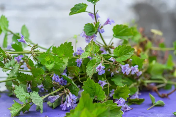 Hosta, hostesler, nilüferler, giboshi yemyeşil yapraklarıyla bahar bahçesinde gelişir..