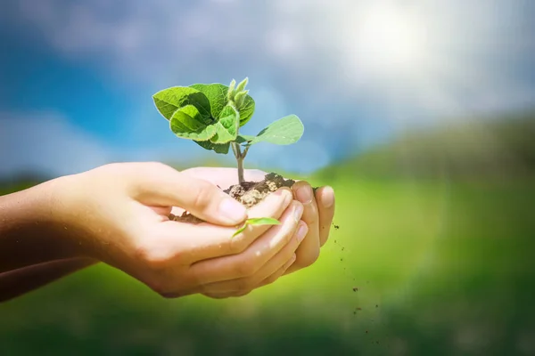 Boy hand holding sprout soybean in field of soybeans and a blue sky with clouds Earth Day save environment concept. Growing seedling. Selective focus