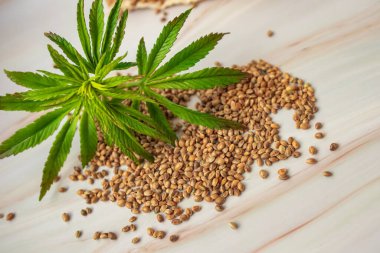 Scoops 'ta marihuana tohumu ve küçük bir yaprak. Tıbbi ihtiyaçlar için evde yetişen genç bir bitki. Esrar ürünleri. Organik beslenme takviyeleri kavramı