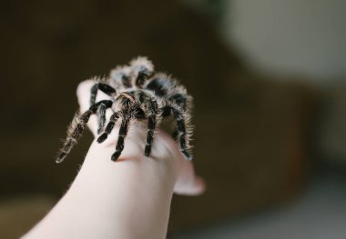 Örümcek kol üstünde sürünüyor. Simmwall Cadılar Bayramı. Korkunç dişi Tarantula.