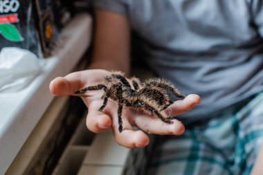 Çocuklar Tarantula 'nın elini tutuyor. Kocaman bir örümcek. Çocuk Brachypelma albopilosum ile oynuyor. Evde yaban örümceklerine bakıyorum. Evcil hayvanlara bakıyorum.