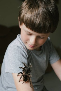 Çocuğun elinde tarantula örümceği. Çocuk büyük örümcekle oynuyor. Çocuk dev Brachypelma albopilosum 'dan korkmuyor. Evcil hayvanlara bakmak..