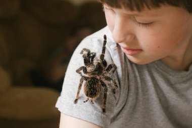 Tarantula örümceği patisini çocuğun yüzüne doğru uzatır. Cesur çocuk kocaman bir örümcek Brachypelma albopilosum ile oynuyor. Araknofobi tedavisi