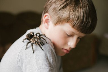 Erkek omzunda tarantula örümceği. Korkunç Brachypelma albopilosum çocukla oynuyor. Evdeki hayvanlara bakmak. Araknofobi.