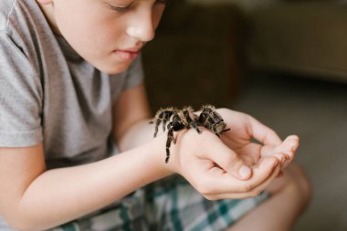 Çocuk korku içindeki örümceğe bakıyor. Çocuk yüzünde kocaman bir tarantula tutuyor. Çocuk örümcek Brachypelma albopilosum ile oynuyor. Araknofobi.
