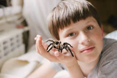 Çocuk yüzünde kocaman bir tarantula tutuyor. Çocuk örümcek Brachypelma albopilosum ile oynuyor. Araknofobi.