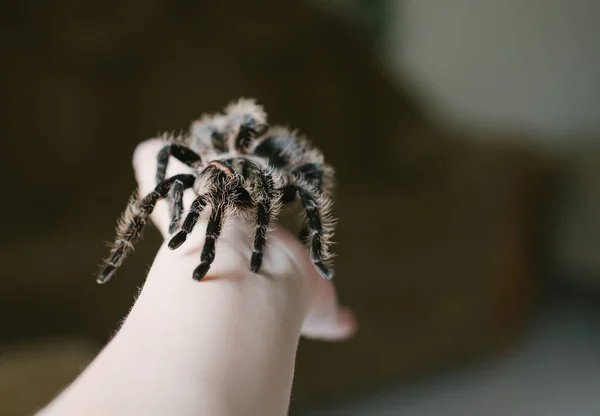 Pająk Czołga Się Ramieniu Simmwall Halloween Straszna Samica Tarantula — Zdjęcie stockowe