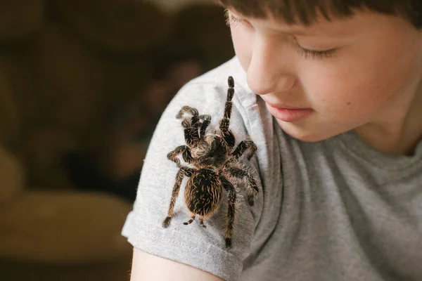 Tarantula spider stretches paw to childs face. brave boy plays with huge spider Brachypelma albopilosum. Treatment of arachnophobia