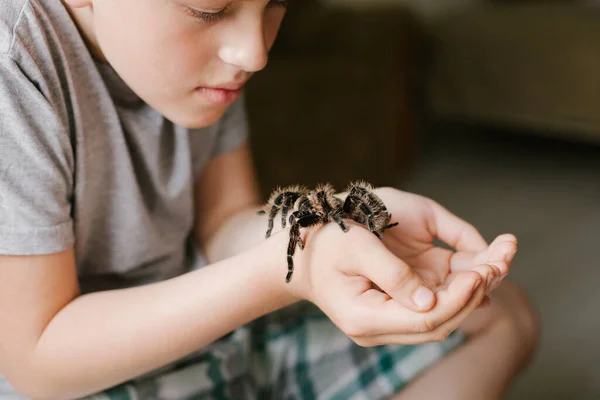 boy looks at spider in fear. boy holds huge tarantula near face. child plays with spider Brachypelma albopilosum. Arachnophobia.