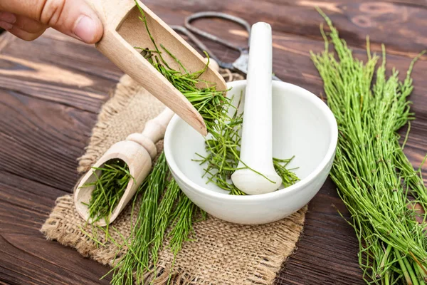 Bitkibilimci kurutulmuş tıbbi Equisetum Arvense, tarla at kuyruğu veya eczacı beyaz havan topuna sıradan at kuyruğu otu döker..