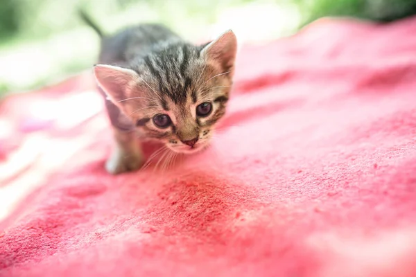 Scared Little Tabby Cat Walking Red Blanket Sunny Day — Stock Photo, Image