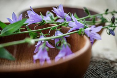 Campanula rotundifolia çiçekleri iyileşme potansiyeli, ahşap bir tepside sunulur.