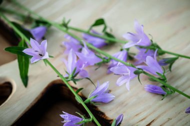 Campanula rotundifolia çiçekleri büyüleyici bir ahşap tabakta sergilenen bütünsel şifa sunar..