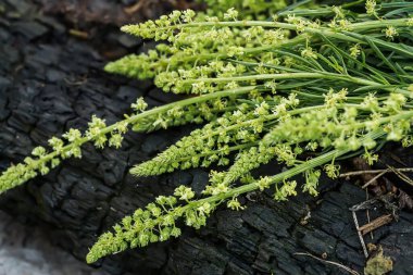 Alternatif tıpta kullanılmak üzere çiçek açmadan önce bitkibilimciler tarafından tahtadan toplanan tahtadan bir kalas üzerinde siyah mullein, karanlık mullein.