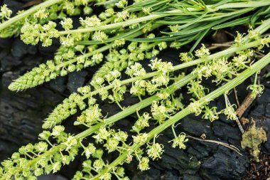 Alternatif tıpta kullanılmak üzere çiçek açmadan önce bitkibilimciler tarafından tahtadan toplanan tahtadan bir kalas üzerinde siyah mullein, karanlık mullein.