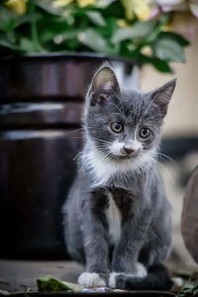 Bir Gül Buketinin Yakınındaki Evin Bahçesinde Küçük Bir Kedi Yavrusu — Stok fotoğraf