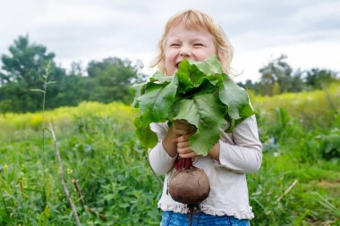 Şirin küçük çiftçi bahçeden canlı pancar kökü hasadını sergiliyor.