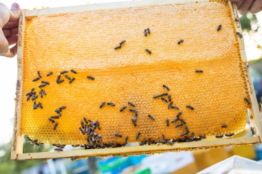 Beehive Spring Management. beekeeper inspecting bee hive and prepares apiary for summer season. Beekeeping. Beekeeper grey protective suit costume checks beehives holds a frame with last years sealed