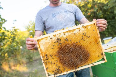 Arı yetiştiricisi ballı bir çerçeve tutuyor ve arılar. Arıcılığa yakın çekim. Yerel ekosistem ve destek.