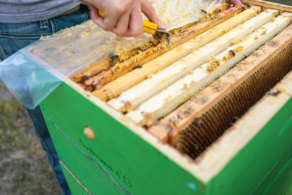 Méhkas Tavaszi Menedzsment Méhész Ellenőrzi Méhkaptárt Előkészíti Méhészetet Nyári Szezonra — Stock Fotó