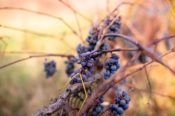 Natures Masterpiece Vine Adorned Withered Yellow Leaves Testament Grapes Journey — Stock Photo, Image