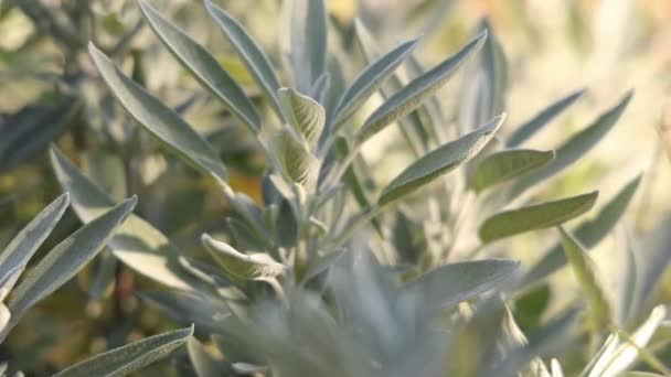 Saboree Serenidad Una Planta Salvia Mientras Sus Hojas Crujen Jardín — Vídeos de Stock
